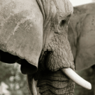 The True Value of Elephants
